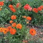 Ranunculus asiaticusFlower