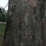 Corymbia citriodora Bark