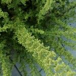 Chenopodium botrys Flor