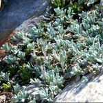 Antennaria pulchella Συνήθη χαρακτηριστικά