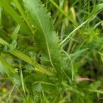 Rorippa austriaca Leaf