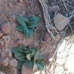 Ophrys speculumList