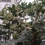 Fatsia japonica Frucht