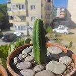 Trichocereus macrogonus Leaf