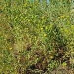 Grindelia squarrosa Foglia