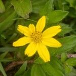 Sphagneticola trilobata Flower