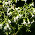 Neomirandea araliifolia Flor