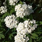 Spiraea cantoniensis Цвят