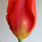 Tulipa mauriana Blomst