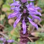 Coleus neochilus Flower