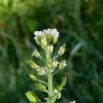 Lepidium campestre Çiçek