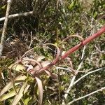 Tillandsia bulbosa Blad