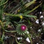 Carduus micropterus Flower