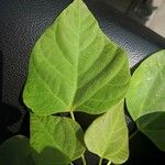 Catalpa bungei Hostoa