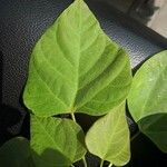 Catalpa bungei Blatt