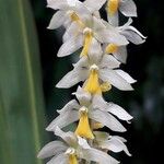 Coelogyne glumacea പുഷ്പം