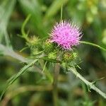 Cirsium oligophyllum Flor