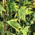 Hibiscus palustris Leaf