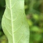 Persicaria mitis Frunză