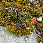 Gaultheria myrsinoides Celota