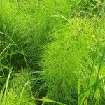 Equisetum sylvaticumFolha