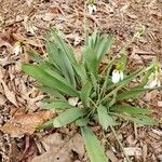 Galanthus elwesii 整株植物