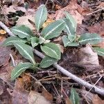 Goodyera oblongifolia عادت