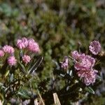 Kalmia polifolia Habitus