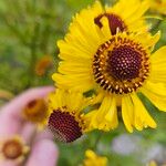 Helenium autumnaleVirág