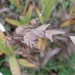 Chasmanthium latifolium Frucht