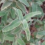 Phlomis purpurea Leaf