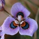 Moraea villosa Blomma