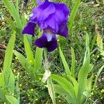 Iris marsica Kvet