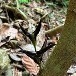 Vachellia cornigera Blomma