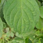 Cornus rugosa Blatt