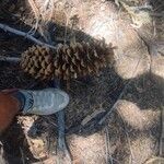 Pinus lambertiana Fruto