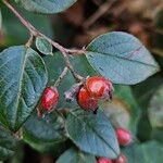 Cotoneaster simonsii Fruit