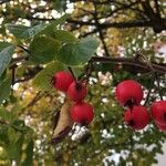 Crataegus crus-galliFfrwyth