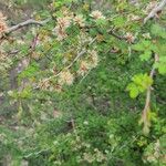Mimosa aculeaticarpa Flor