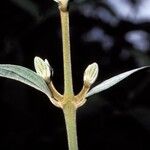 Congea tomentosa Corteza