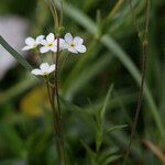 Androsace obtusifolia Mosusu