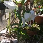 Lilium AuratumVirág