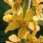 Agrimonia eupatoria Flower