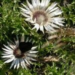 Carlina acaulisFlower