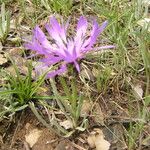 Centaurea graminifolia Blüte