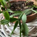 Schlumbergera bridgesii Fulla