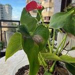 Anthurium nymphaeifolium Frunză