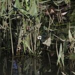 Sagittaria sagittifolia Flor