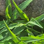 Commelina forskaolii Lapas