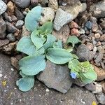 Mertensia maritima Leaf